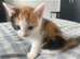 3 black kittens £60 fluffy one £80