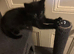 Kittens looking for forever homes