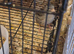 Canary