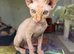 Beautiful 12 week Sphynx