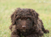 Spanish water dog RKC register