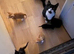 Stunning Kittens Ready for Loving Homes