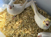 Super cuddly tame baby cockatiels
