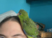 2 silly tame yellow crowned kaks now ready