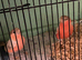 2026 male Bullfinches Native and Siberian