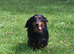SSTC Long haired miniature dachshund