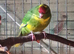 Young Kakarikis