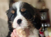 Cavalier King Charles puppy