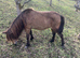 British spotted miniature horse mare