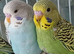 Pair of young brothers