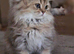 Kittens Ready for Their Forever Homes
