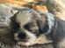 Adorable shih tzu baby boy