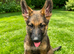 Working line pup