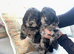 Mixed Litter of Cockapoo Puppies