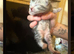 Beautiful kittens