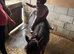 Shetland mare for sale