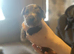 Paterdale lakeland Jack Russel