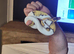 Super pastel pied het hypo