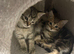 Gorgeous Bengal Kittens – 3 Boys