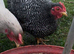 Plymouth Rock bantams