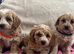 Cavachon x toy poodle puppies