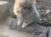 Angora x lion head buck