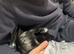 2 boy guinea pigs and cage