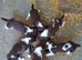 English Springer Spaniel Puppies