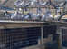 Pigeons for sale