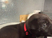 American bull dog x Mali/GSD puppies