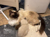 Ragdoll Kittens