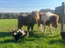 Miniature Shetland pony registered stallion