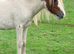 Gorgeous 2yo DHP Colt