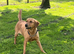 Labrador