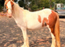 Duggie 11’th cob