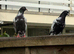 Pigeons for Sale available Now