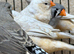 Assorted zebra finches
