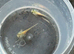 Baby axolotls