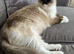 Beautiful Ragdoll Babies