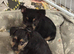 Homebred Jack Russel x Norwich terrier (cross) puppies