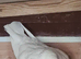 Mixed pigeons