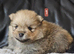 6 beautifull pomeranian baby's