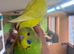 Baby budgies for sale