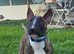 6 month old kc reg bull terrier