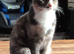 Female tortie
