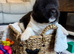 AKITA PUPS FROM KC REG REG PARENTS.