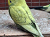 Baby budgies