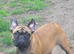 Standard red fawn/pied French bulldog