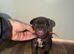 Puppy’s