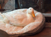 Male Peking Duck hatched March 2026